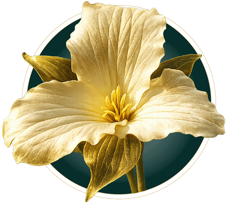 The Trillium flower — three petals, three leaves, one centre